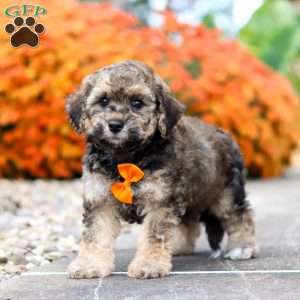 Milo, Bich-Poo Puppy